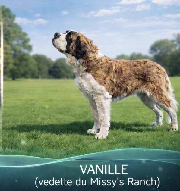 vedette Du Missy's Ranch