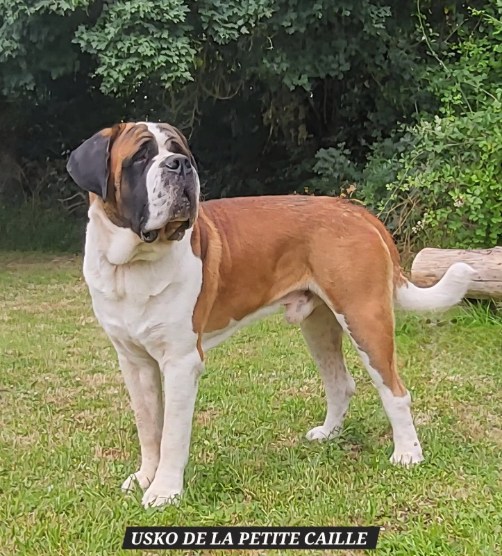 CH. usko de la petite caille Abbaye De Noirlac